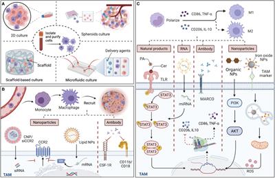 Tailoring biomaterials and applications targeting tumor-associated macrophages in cancers
